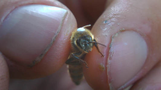 手指夹住的蜜蜂视频