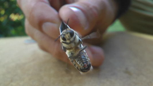 被夹住的黄色蜜蜂视频