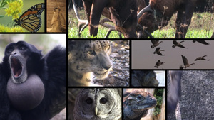 动物的视频组合图多屏播放14秒视频