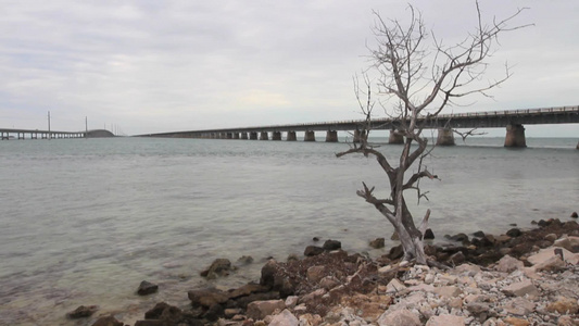 一棵死树在岩石海岸上视频