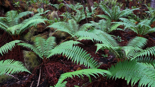 绿色蕨类植物特写[附生植物]视频