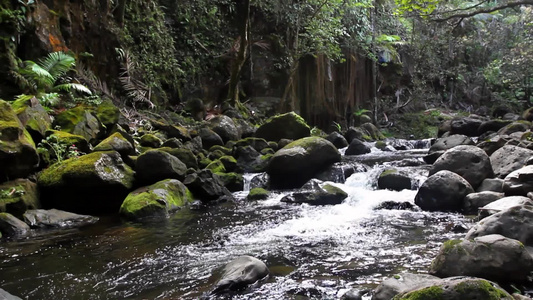 夏威夷雨林的河流视频