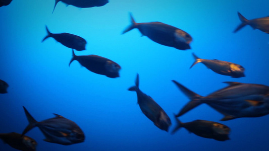 一条连续的鱼流在蓝色的水里游过屏幕视频