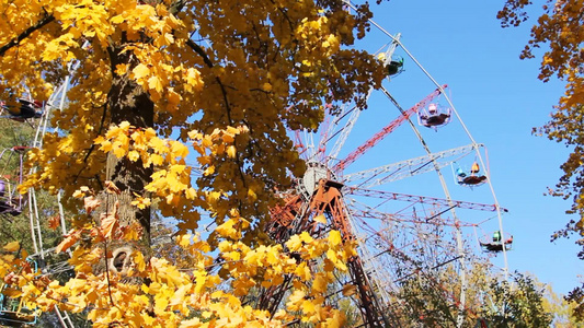 秋天的树黄色的摇曳的叶子和摩天轮后面的蓝天视频