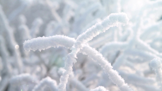 阳光下雪下的树枝视频