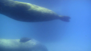 一群海豹在水下游泳12秒视频