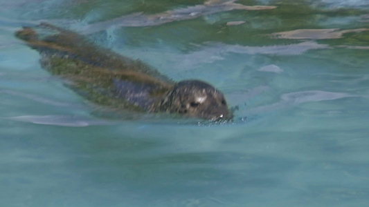 海豹游泳视频