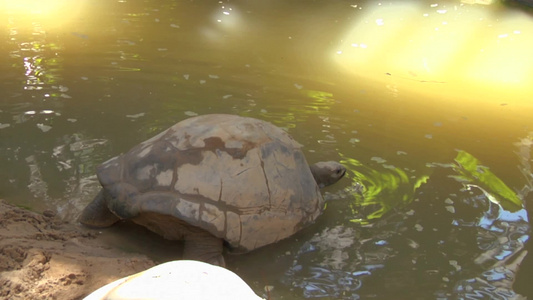 海中乌龟视频