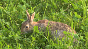 正在吃草的兔子15秒视频