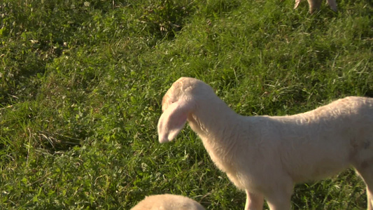 在草地上行走的羔羊视频