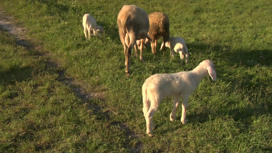 草地上羔羊视频