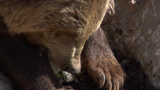 吃食物的棕熊[马来熊]视频