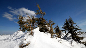 有雪的松树34秒视频