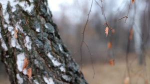 秋天的桦树林14秒视频