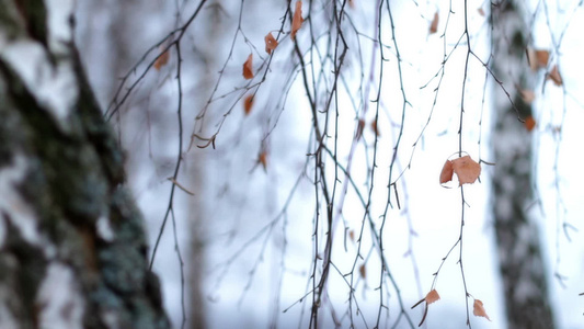 秋天的桦树林视频