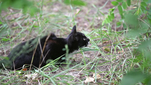黑猫在草地上跳跃8秒视频
