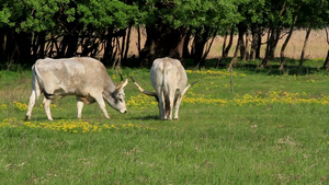 匈牙利灰牛在田野里吃草23秒视频