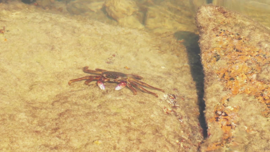 水中的大螃蟹视频