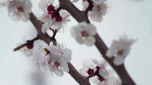 桃花盛开的树枝15秒视频