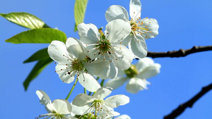 樱花14秒视频