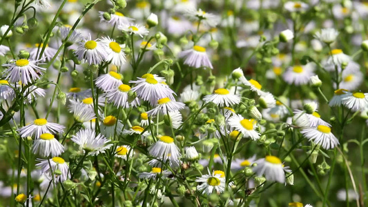 春天的白花视频