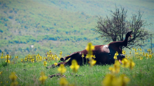躺在草地上的牛视频