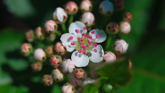 蓝莓开花特写视频