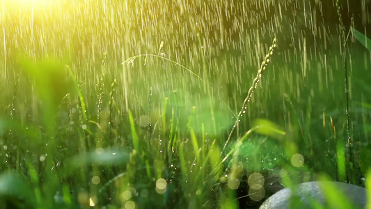 下雨时节的草坪视频