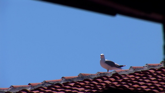 屋顶上的海鸥[江鸥]视频