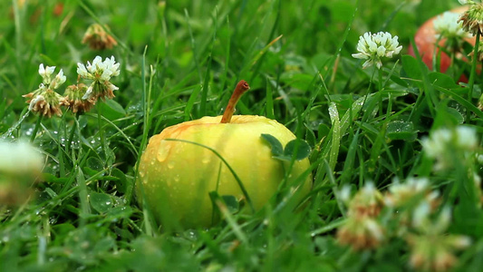 草地上的青苹果视频