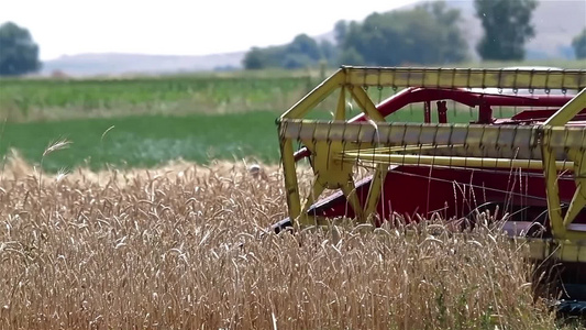 机器收获成熟小麦视频