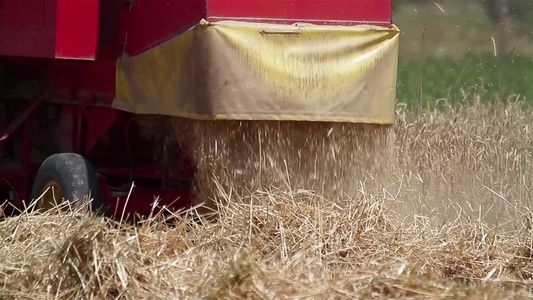 机器收获成熟小麦后的特写视频