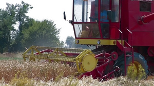联合收割机在小麦领域工作11秒视频