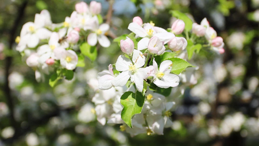 菜花蜜的蜜蜂[花汁]视频