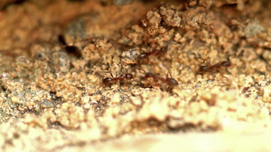 蚂蚁搬家22秒视频