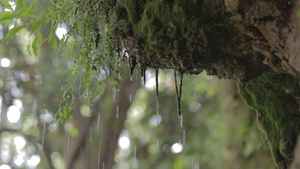 森林苔藓雨滴滴落30秒视频