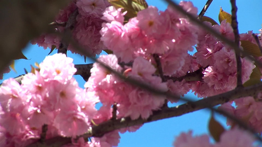 花朵特写镜头视频