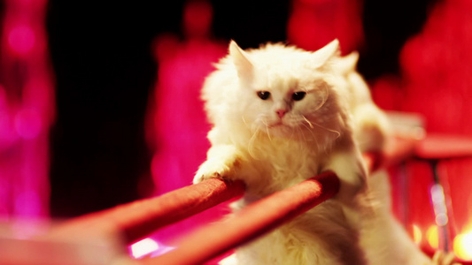 两只白猫在马戏团里做特技。视频
