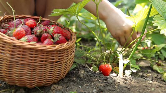 农场采摘新鲜草莓的孩子视频