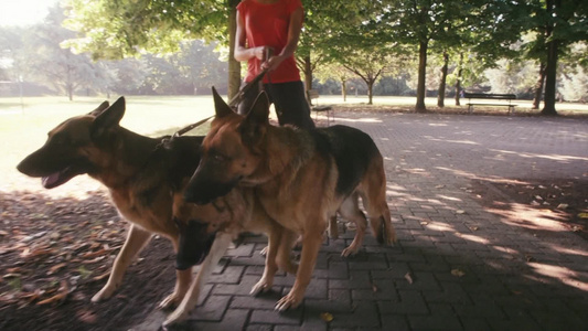 德国牧羊犬视频