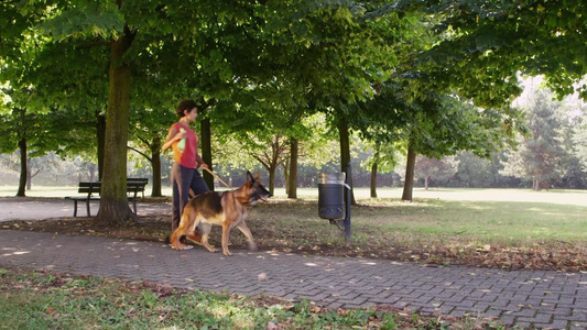 公园里和德国牧羊犬一起工作视频