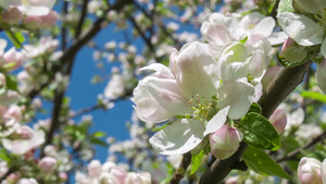 盛开的苹果树花朵26秒视频