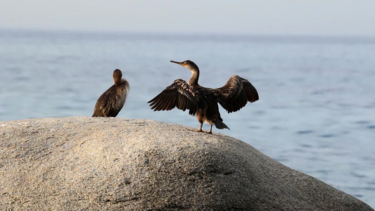 西班牙沿海海边的鸬鹚视频