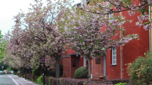春天随风飘动的樱花树与花瓣13秒视频