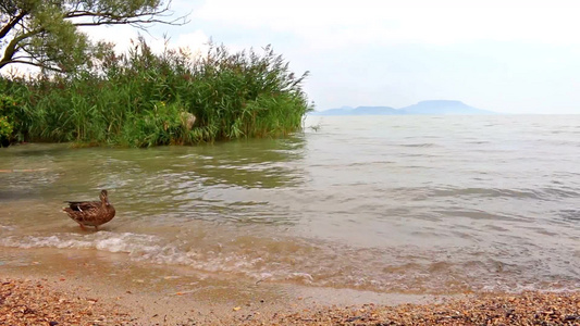 巴拉顿湖上的野鸭视频