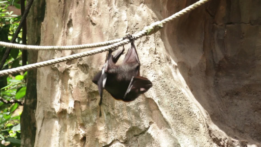 蝙蝠在绳子上攀爬视频