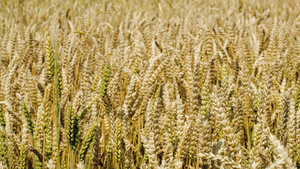 用小麦在风中摆动来拍摄田野的特写镜头30秒视频