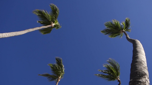被风吹动的棕榈树视频