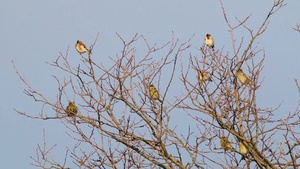 许多金雀栖息在树上27秒视频