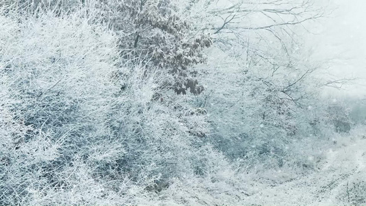 森林里下雪的冬天视频